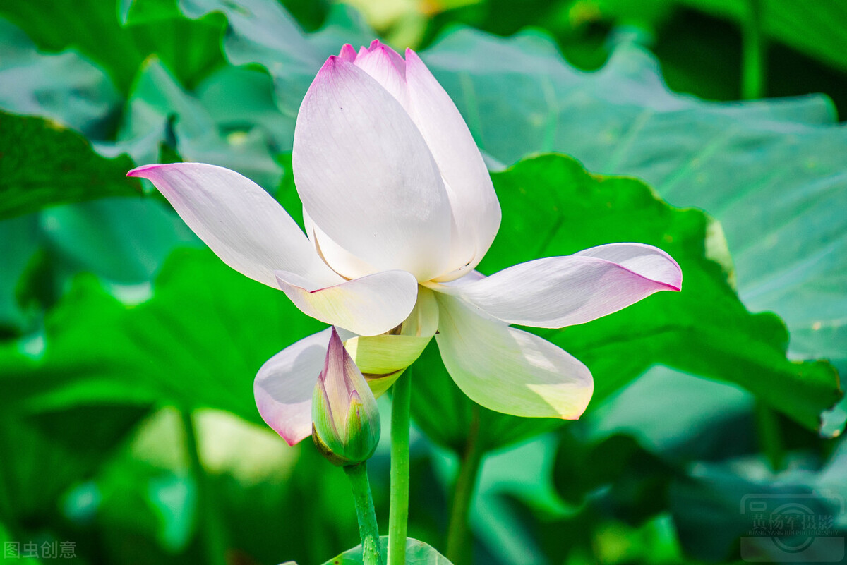 鍊氱獥鍚鎬濋煻鍗庨潤鏁版祦骞村叆鐑熼湠,鏃跺厜婕嵎宀佹湀鐣欓