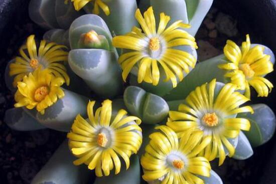 生石花怎么养,生石花的养殖方法和注意事项