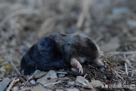 郁达夫嫌自己长得丑,鲁迅讨厌猫,民国大师们还有哪些怪癖?