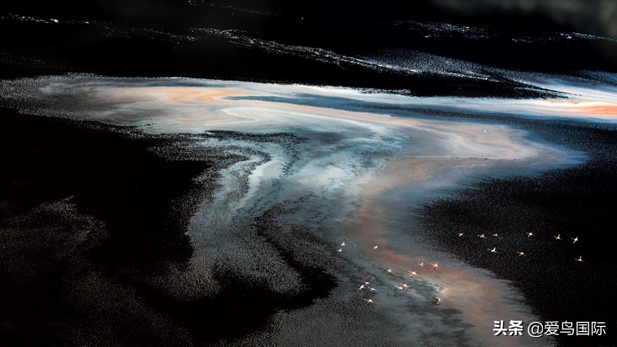 观鸟大年影片,观鸟大年在线观看