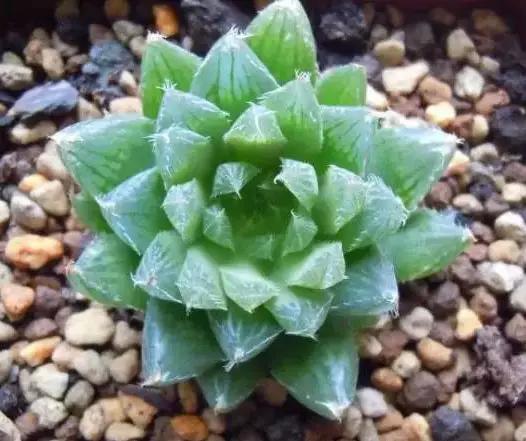 推荐轻松玩转100种常见多肉植物,700种多肉植物图鉴pdf百度云