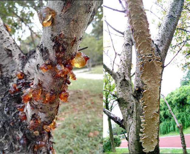 树木病害治疗方法,树木树干病虫害防治方法