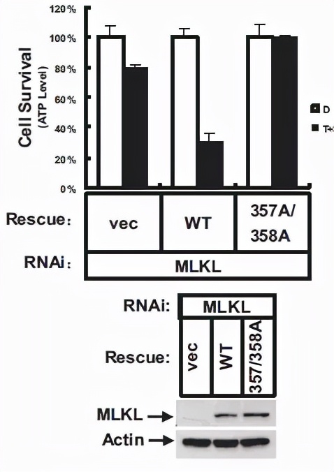 跟大牛学习,跟大牛学什么技术好