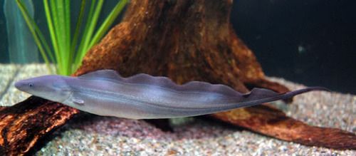 冷门热带小型观赏鱼,简单好养的观赏鱼都有哪些