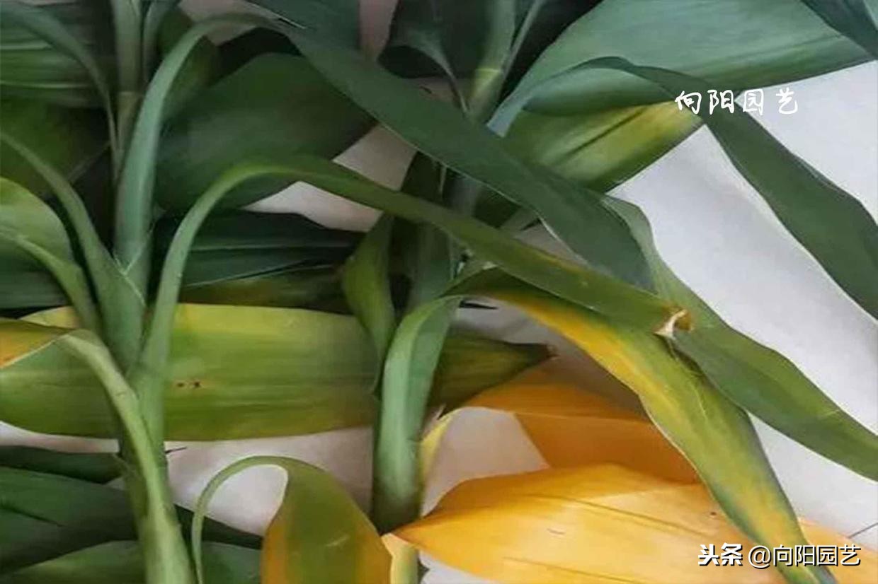 盆栽石榴树叶子发黄脱落怎么办,盆栽栀子花叶子发黄是什么原因