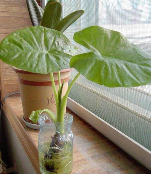 发霉的玉米面做肥料,发霉的玉米面能沤肥吗