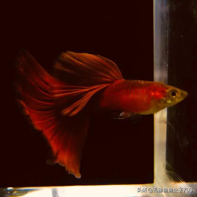 孔雀鱼为什么要剪尾,孔雀鱼烧尾后要剪尾吗