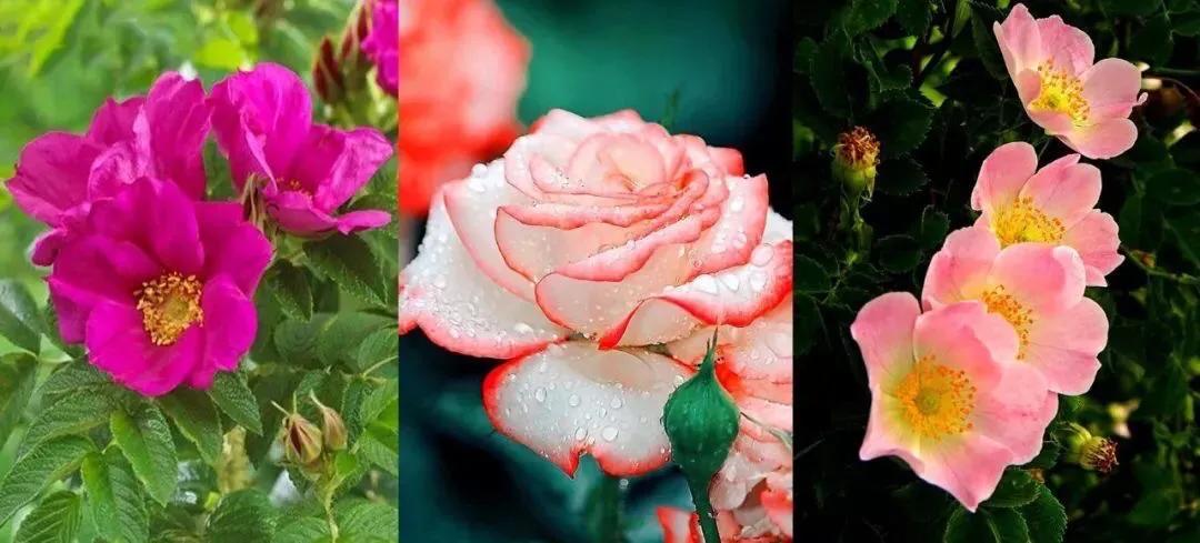 月季玫瑰蔷薇的果实,蔷薇玫瑰月季怎么分辨