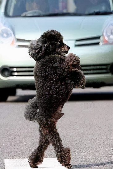 泰迪老是拱屁股怎么回事,泰迪头拱地脚刨地为什么