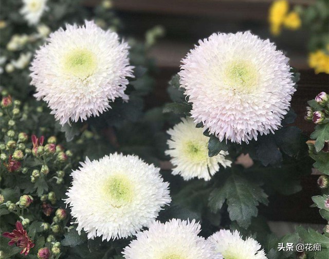 菊花泰迪怎么养活得快些,泰迪菊花开败修剪后的养护