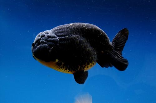 小金鱼炸鳞是怎么回事,小金鱼炸鳞是什么样的