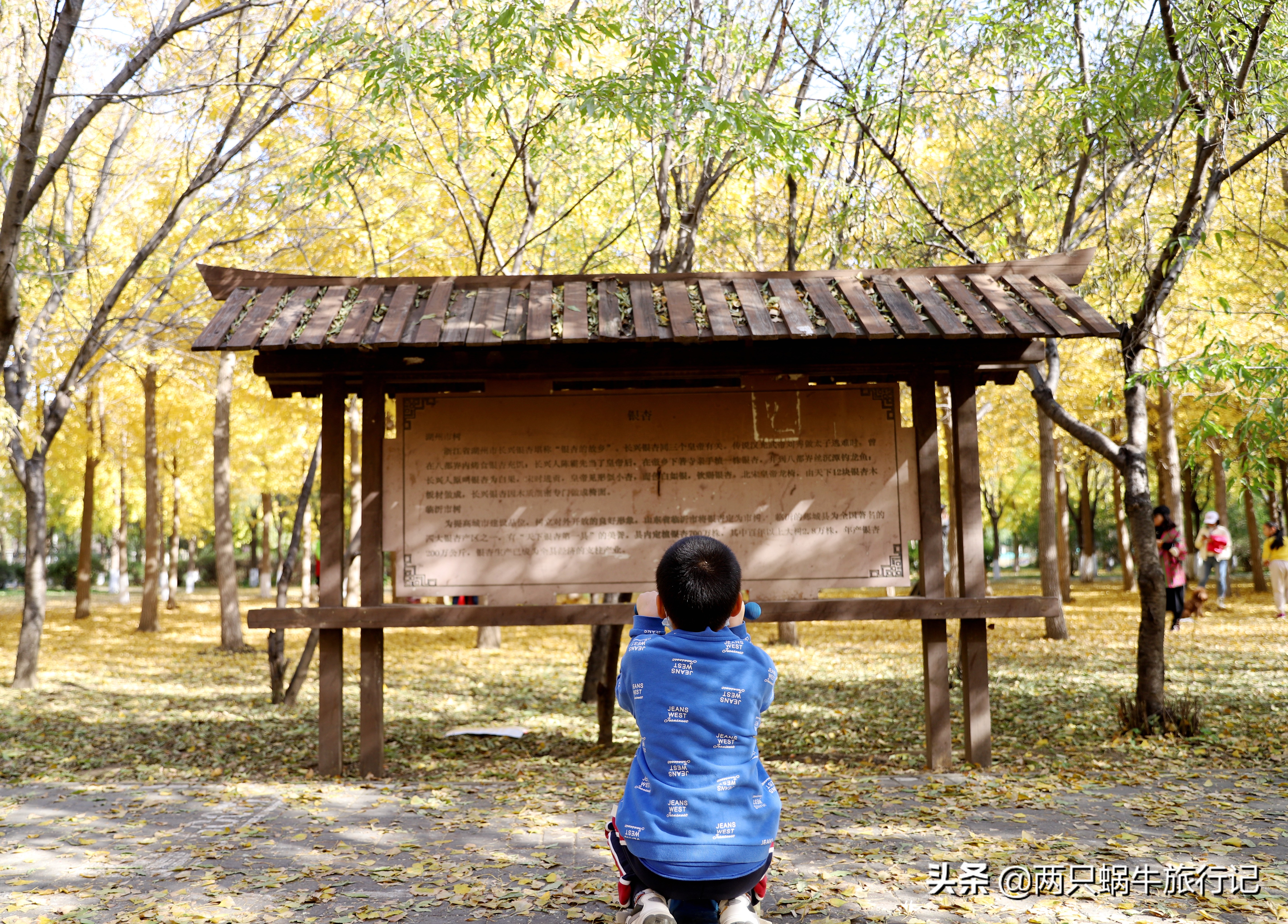 秋天落叶自然的调色盘,调色盘秋天