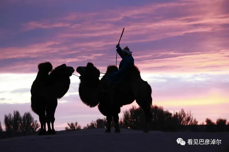 戈壁红驼，乌拉特草原上的珍珠