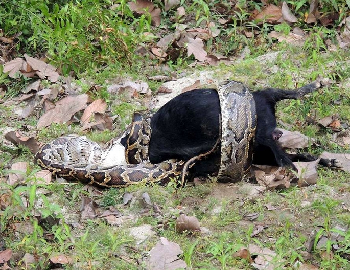 蟒蛇准备偷鸡吃被发现,巨大蟒蛇偷鸡被抓