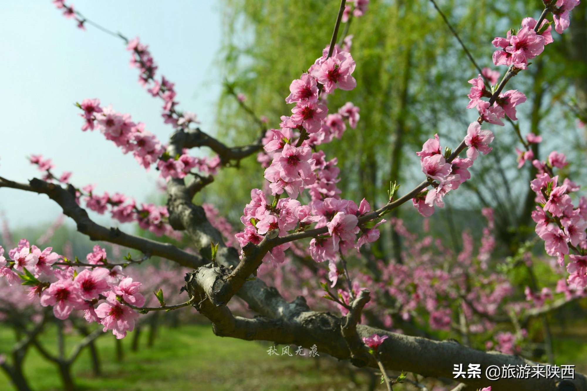 长安区王莽千亩桃园,西安王莽万亩桃花源