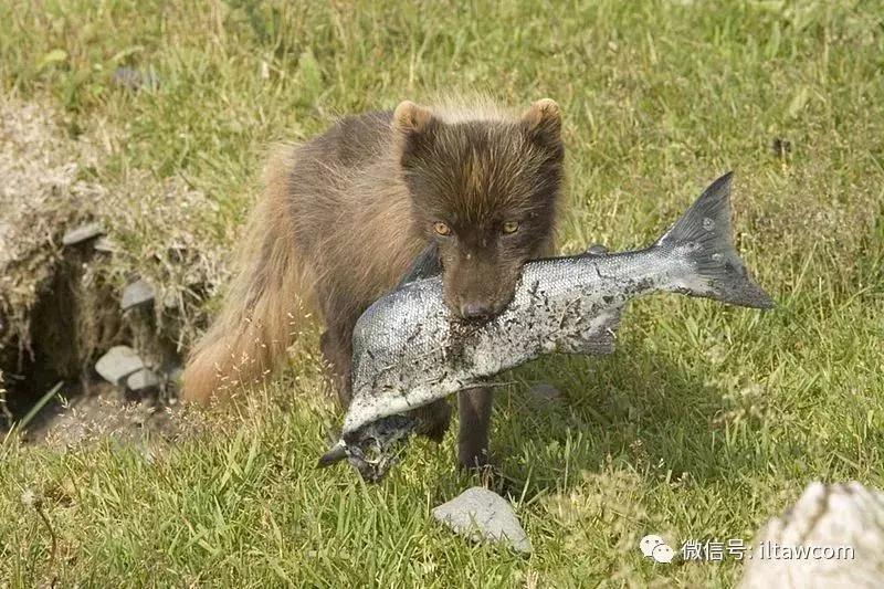 arcfox极狐还能翻身吗,试驾arcfox北极狐