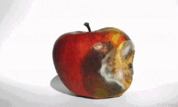 菠萝与凤梨的区别是什么,凤梨和菠萝的区别最简单的方法