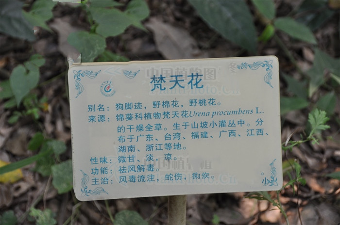 梵天花是复叶吗,梵天花的功效图片大全