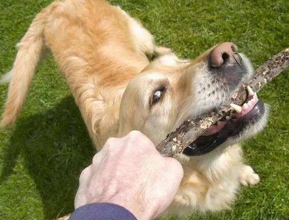 狗狗爱咬人该怎么办,狗狗开口咬人怎么训练不咬人