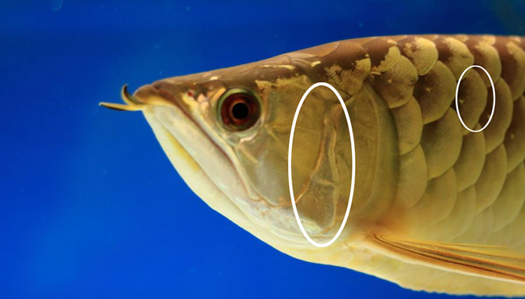 龙鱼幼鱼期怎么分辨金龙还是红龙,20公分龙鱼怎么区分金龙红龙