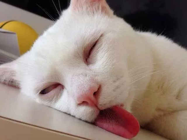 猫咪喜欢舔塑料是什么原因,洗完头猫咪喜欢舔主人头发