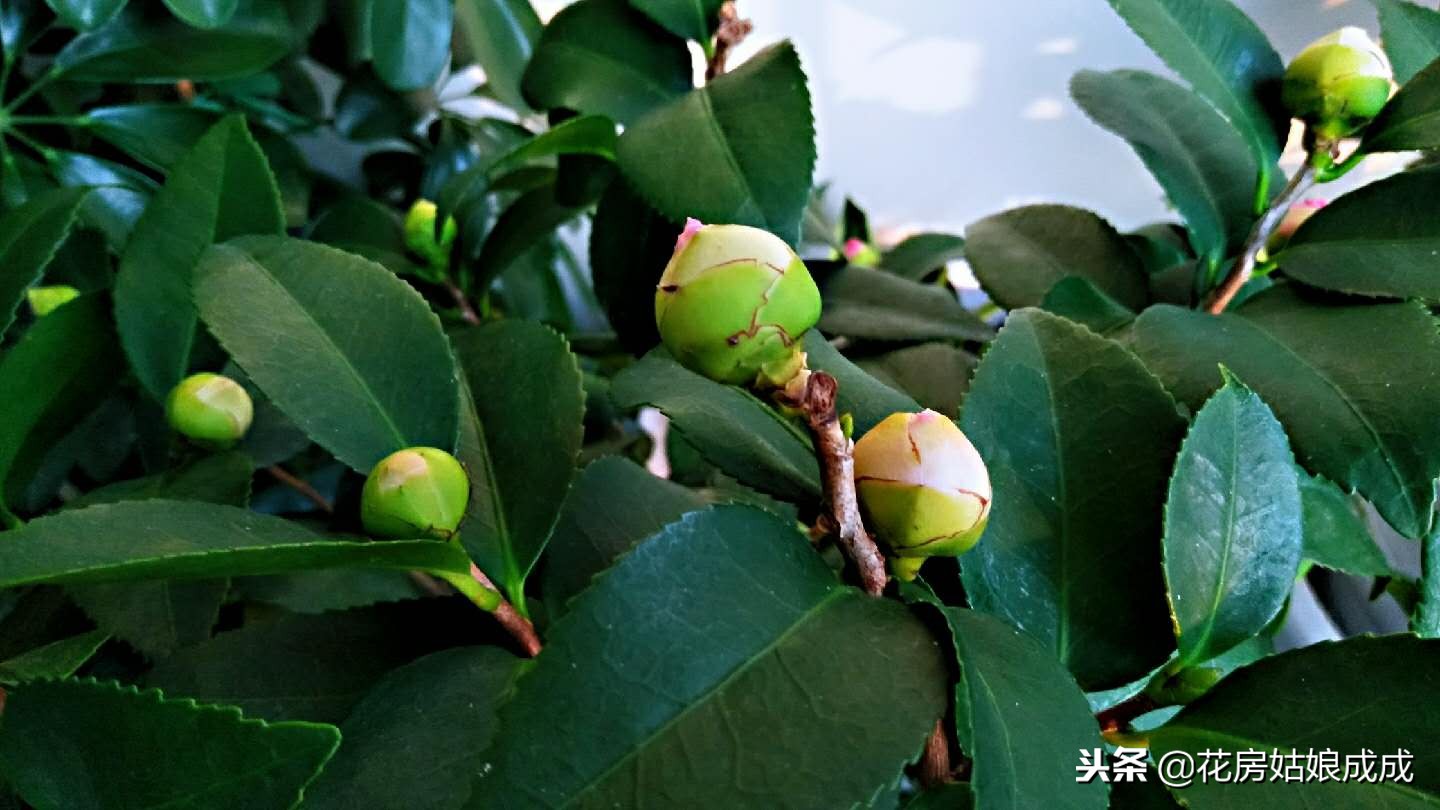 花草生虫子怎么治,花草生腻虫怎么治