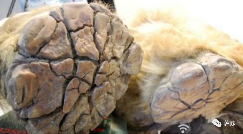 猛犸象灭绝是人类导致的吗,猛犸象灭绝原因的推测有几点