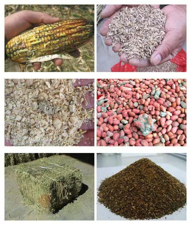 干货！霉菌毒素对水产动物危害巨大，你做好防治措施了吗