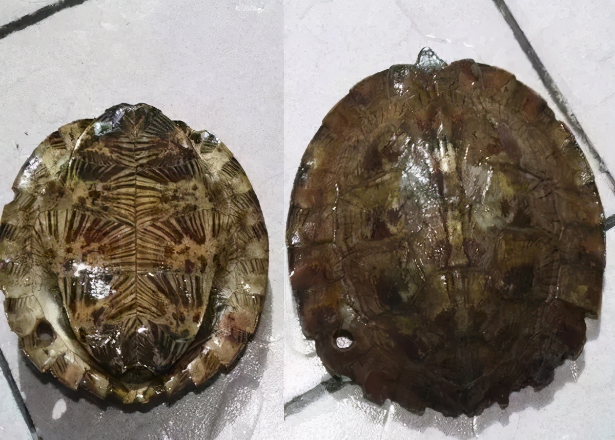 龟类纪录片,龟类图片