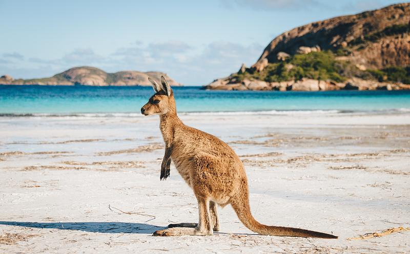 澳洲的签证种类 (澳大利亚移民签证类型主要有几种)