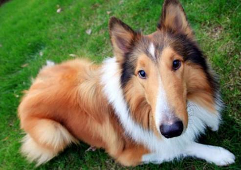 狂犬过了三个月怎么打,幼犬狂犬什么时候打