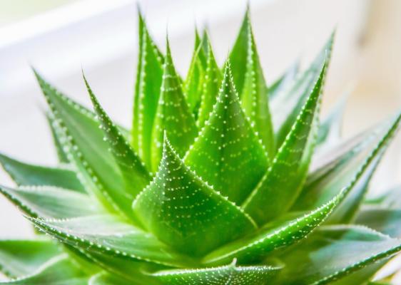 如何改善家里空气质量,家里空气不好怎么办小妙招