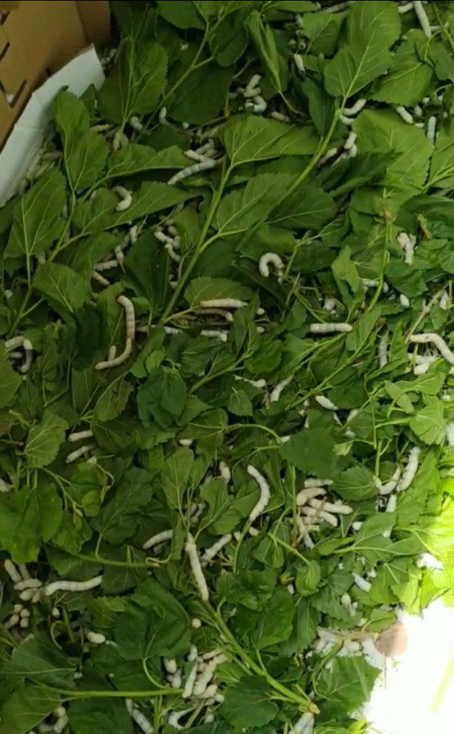 养蚕记完整版,养蚕记全集