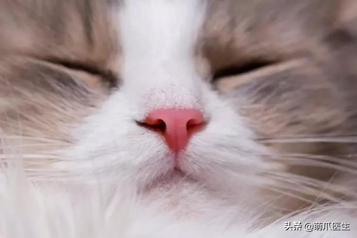 猫咪舔鼻子代表着什么,猫咪舔鼻子是什么原因
