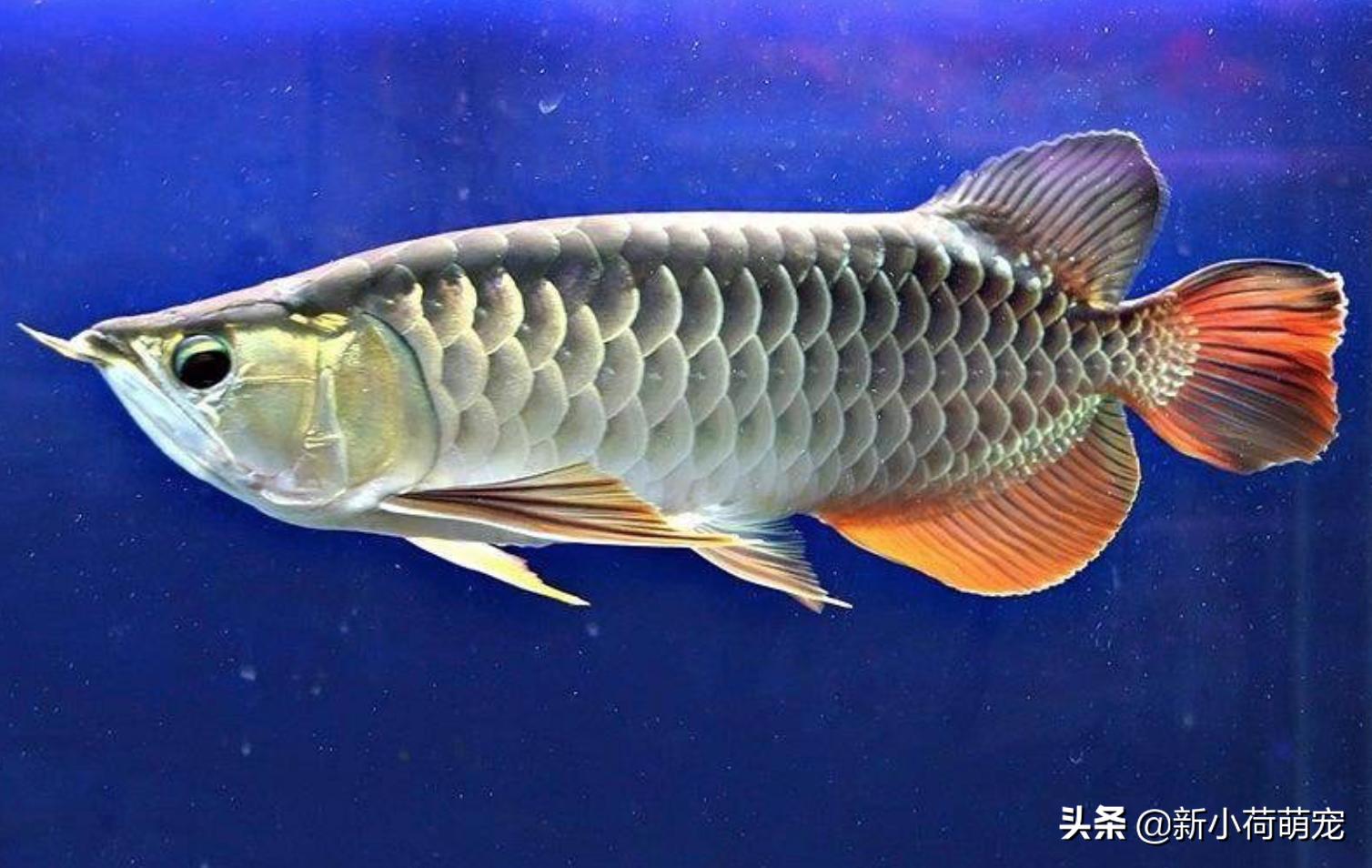 金龙鱼两天不吃食能下青霉素吗,金龙鱼不吃不喝能活多久