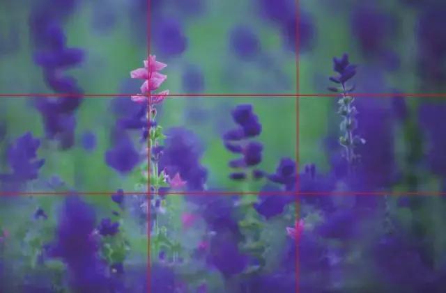 家养花卉摄影构图教程集锦,相机拍花卉拍照技巧和构图