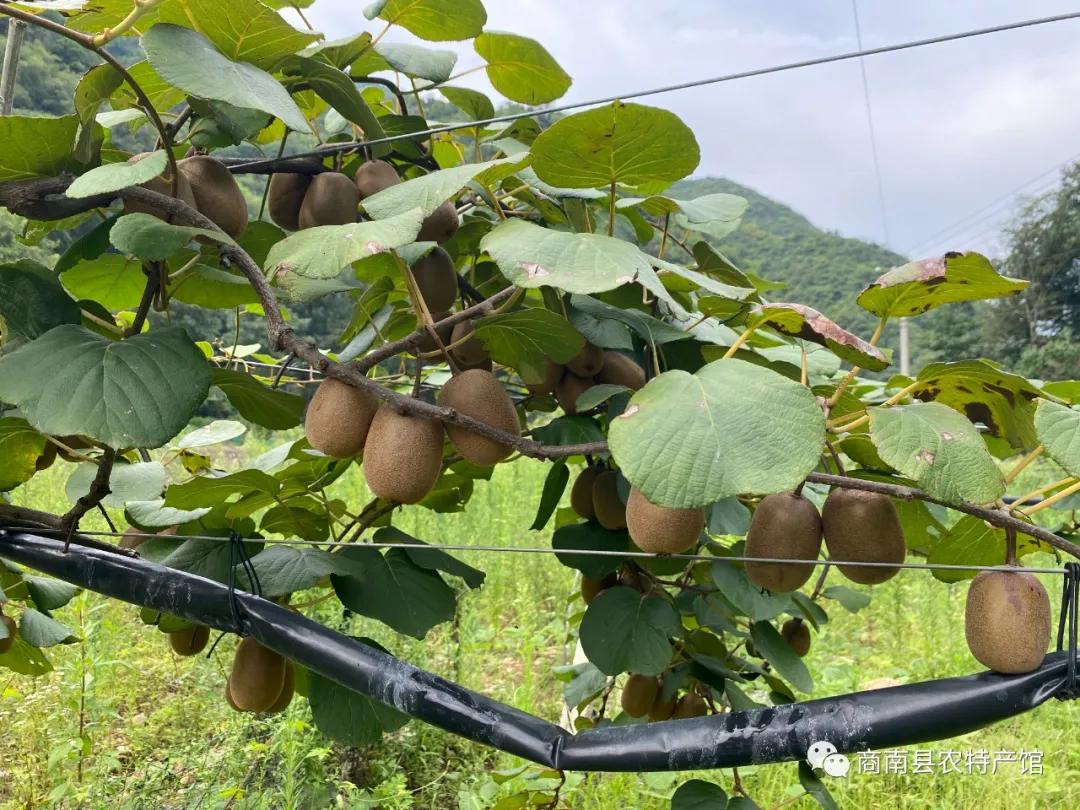 商南清油河土特产,商南土特产叶子凉粉