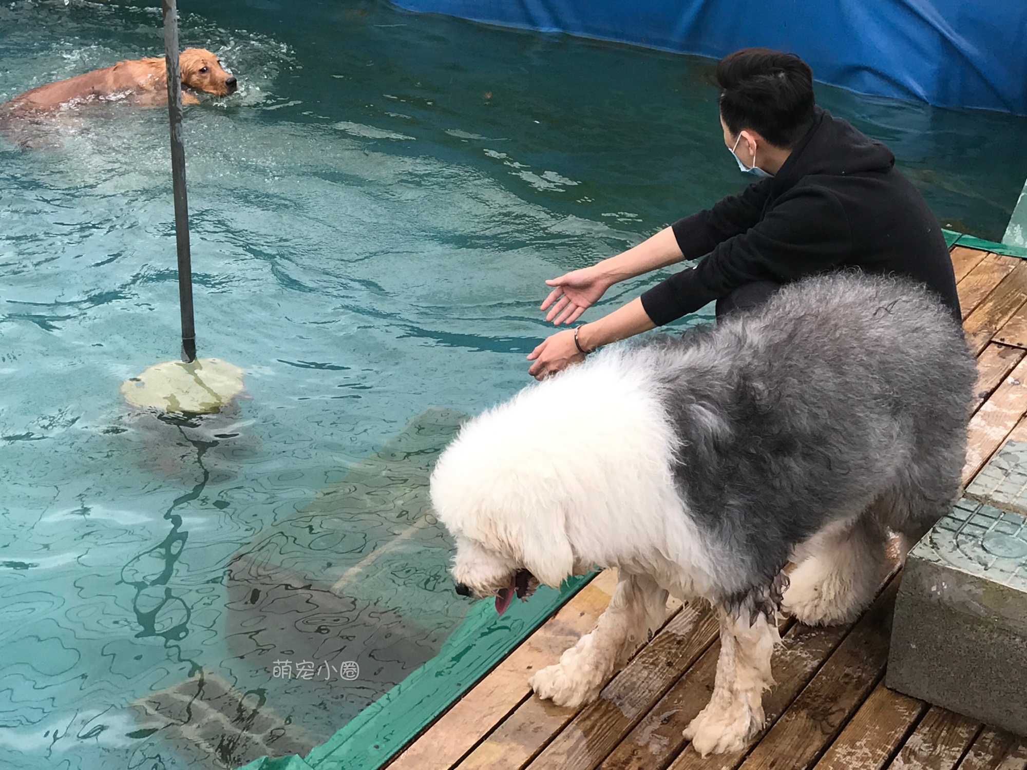 宠主们这8种水不能长期给狗狗喝，兽医表示：长期喝等于慢性自杀