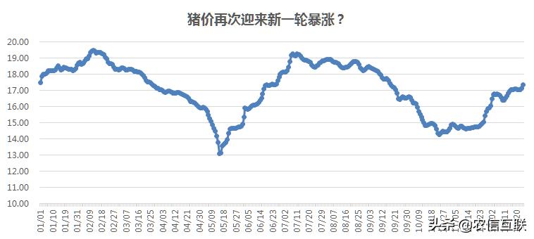 最新猪价预警：猪价全面大涨，能突破20元吗？明年猪价涨跌预测