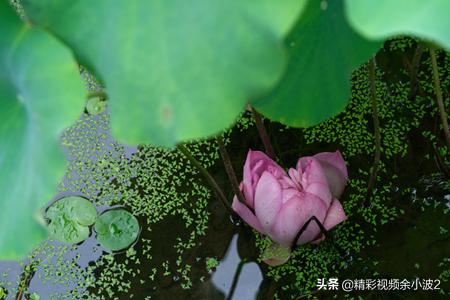 盆栽荷花叶子立不起来,盆栽养殖荷花叶子趴在水面怎么办