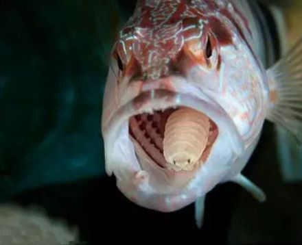 水产镜检虫图片,水产养殖常见虫类图