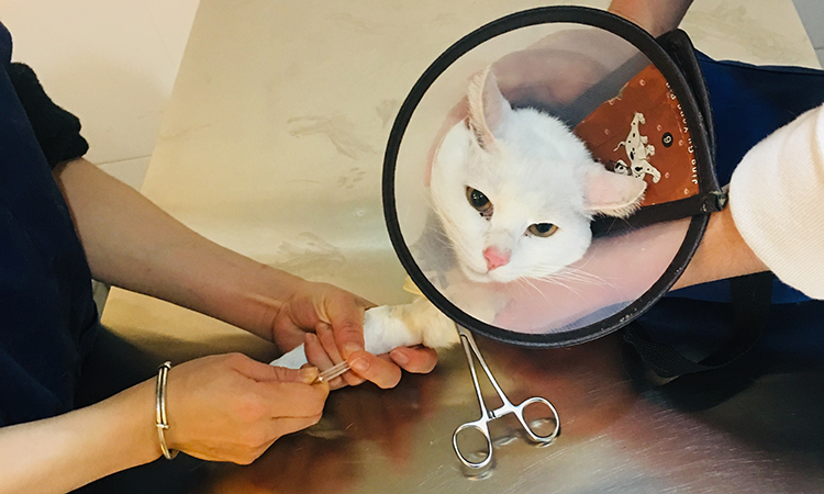 猫三联注射时要注意的事项有哪些,猫三联第三针没打需要重新注射吗