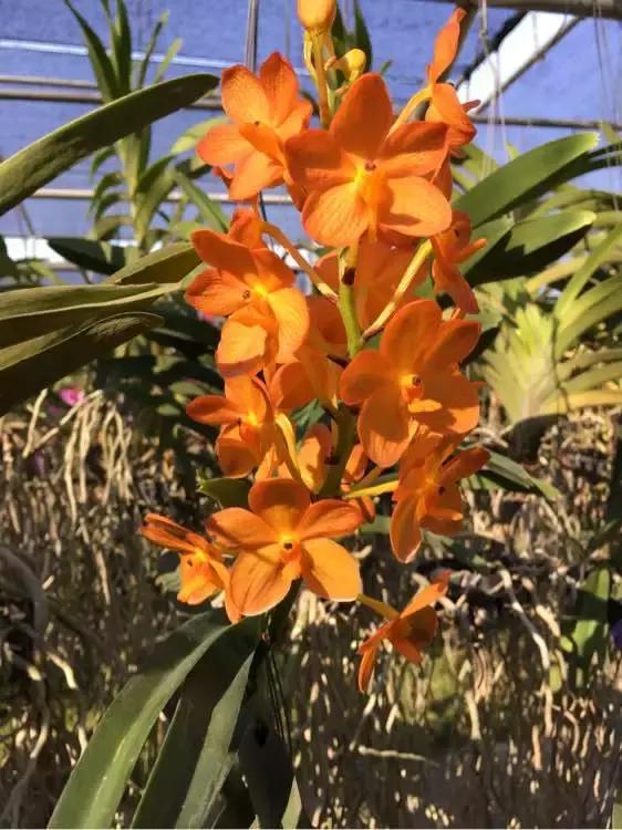 开花时间最长最香最好养的兰花,一年四季开花的兰花有几种