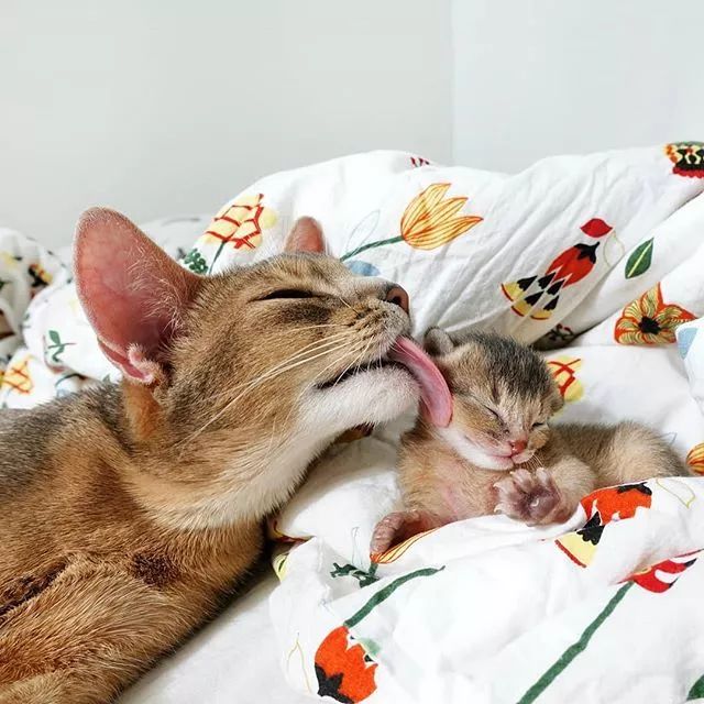 贵族阿比西尼亚猫,神秘的波斯猫