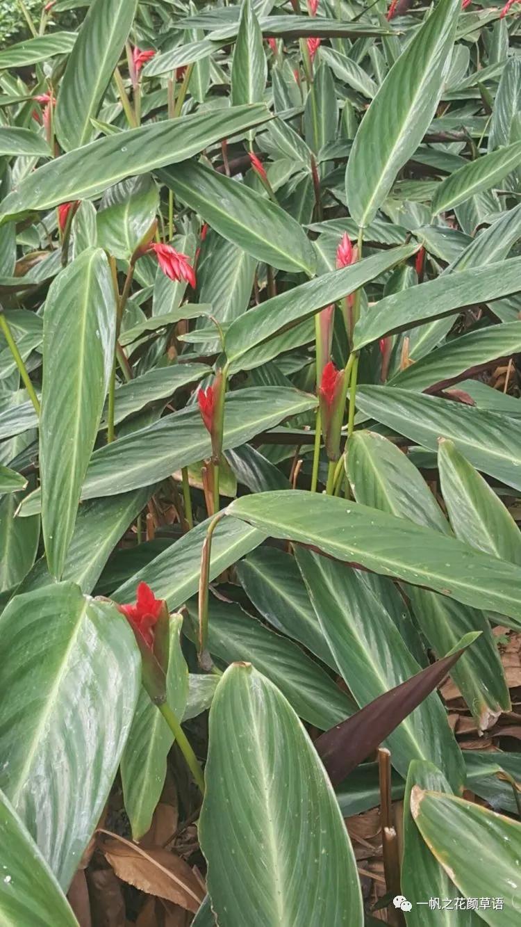 紫背竹芋卧花竹芋,紫背竹芋图片和名称