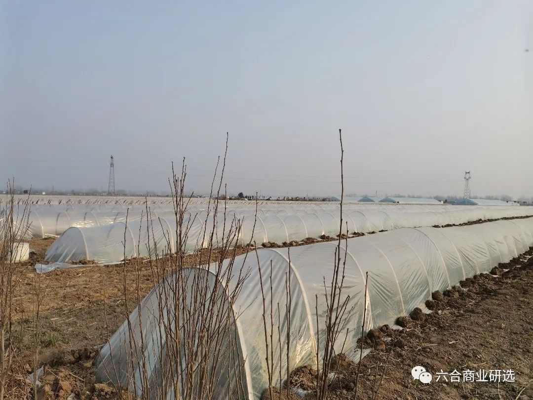 2021回乡见闻录全部视频,2023返乡见闻