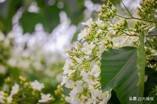 潮汕赏花一日游最佳去处,潮汕五一小众旅游推荐