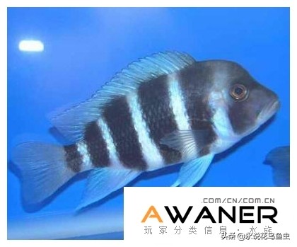 慈鲷种类图片,慈鲷科鱼品种大全