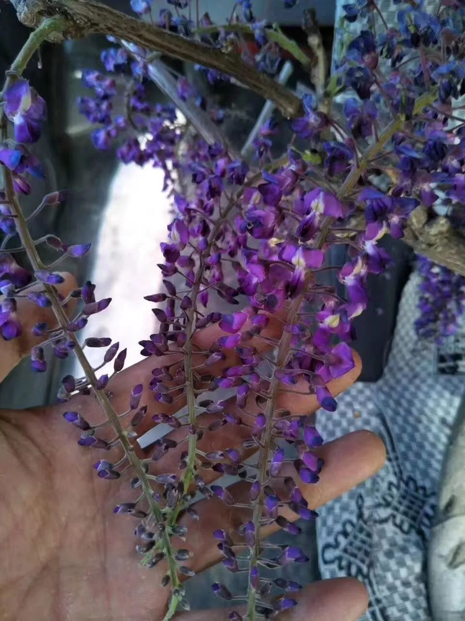 紫藤中最有名的品种叫什么名字,非常好种不需要太阳的紫藤品种