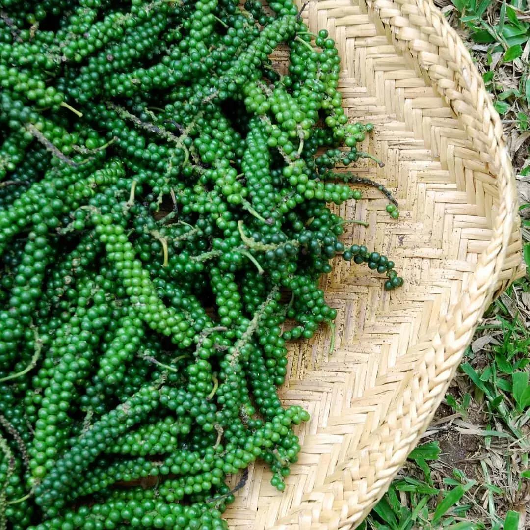 黑胡椒白胡椒香料介绍,山胡椒怎么分白胡椒和黑胡椒